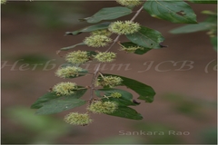 Anogeissus acuminata